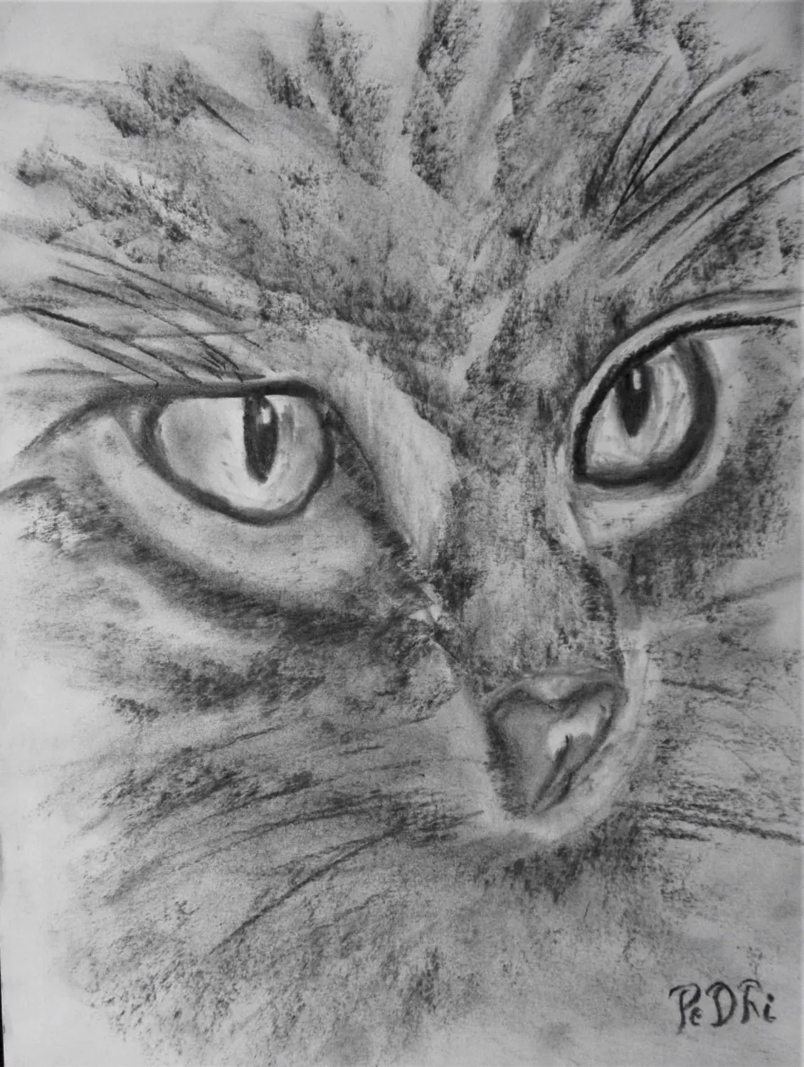 De kat